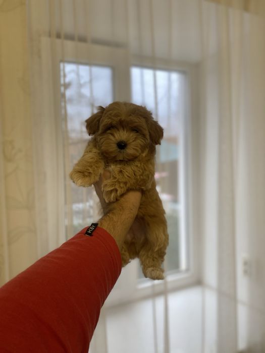 Неймовірні дітки мальтіпу (мальтипу)