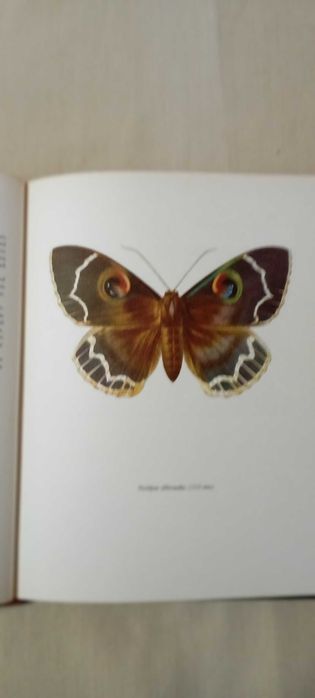 Livro de Borboletas Beautiful moths Capa dura – Ilustrado, 1966