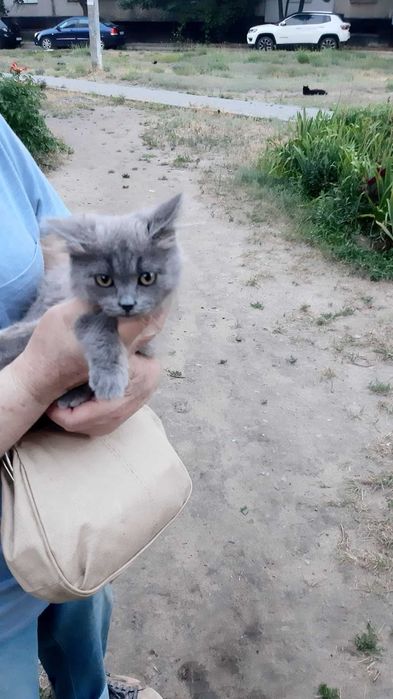 Киця в добрі руки