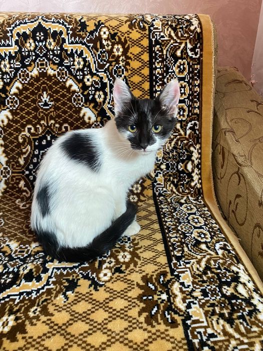 Котенок девочка  4 месяца, очень дружелюбная и верная
