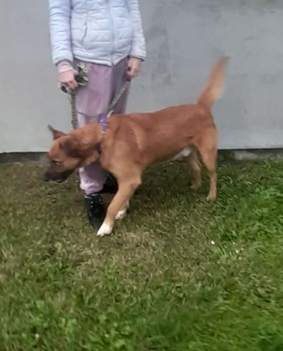 Magnat pies do adopcji