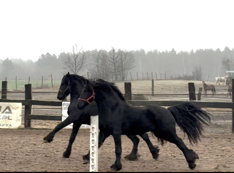 Fryzy - zaprzegane, holenderskie paszpotry