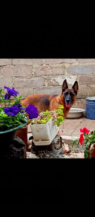 Крупные ,черномордые суки из питомника
