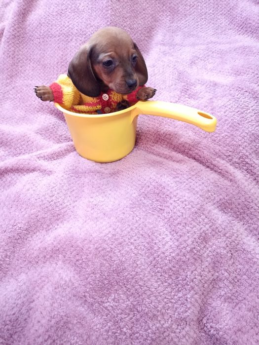 Супер міні таксочки