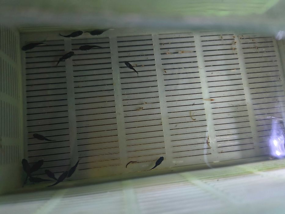 Molinezja czarna młode