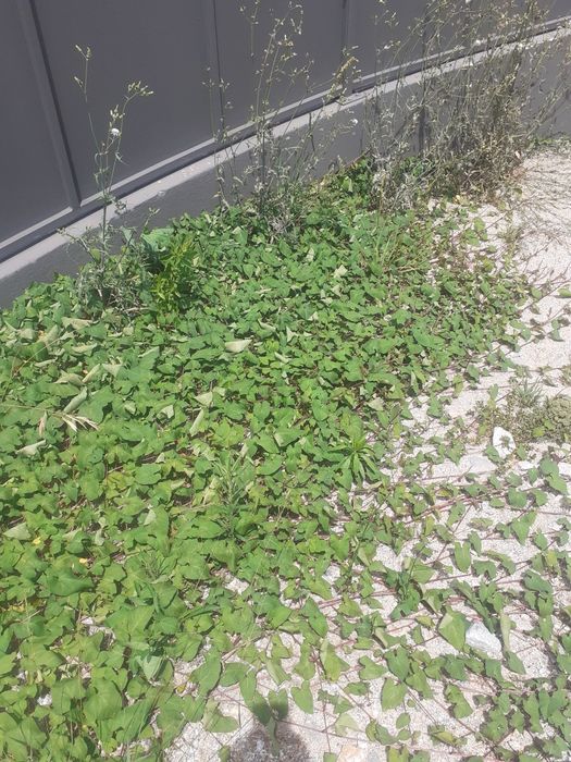 Trabalhos de bloco Jardineiro pladur limpeza