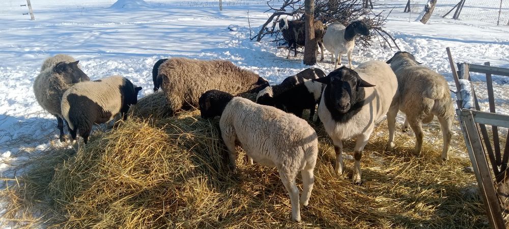 Продам вівці,кроси,дорпер