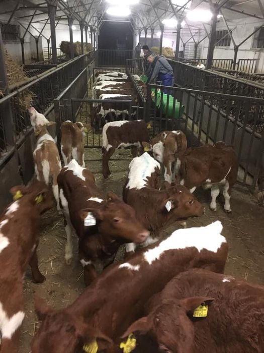 Byczki Mięsne Farmex