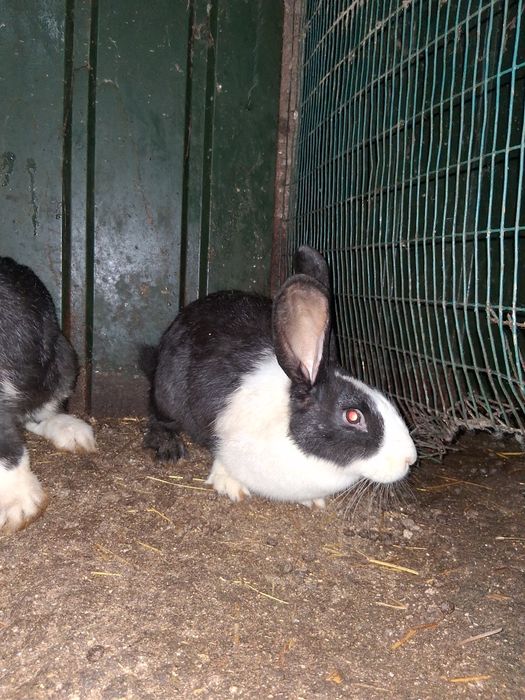 Vendo coelhos de ninhadas novas!