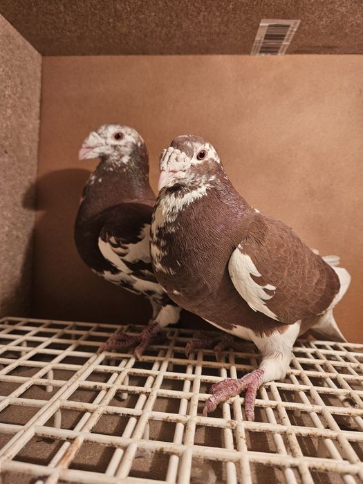 Gołębie staropolskie