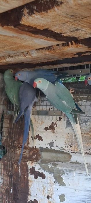 Ring necks 2026 anilhados