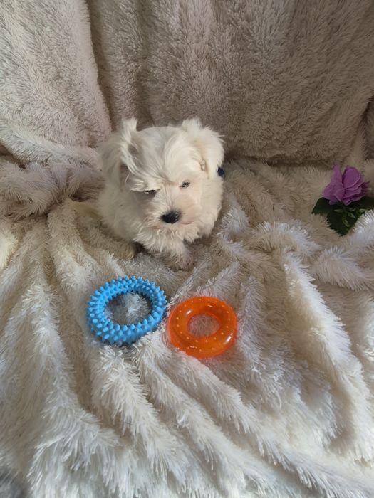 Bichon Maltês Macho Criadora Registada PT3088FL