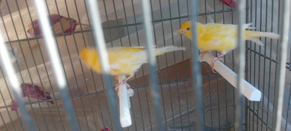 Vendo canarios do ano passado
