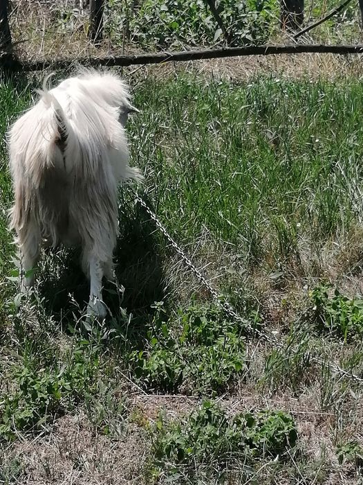 Козел Ломанча чекає на кізочку