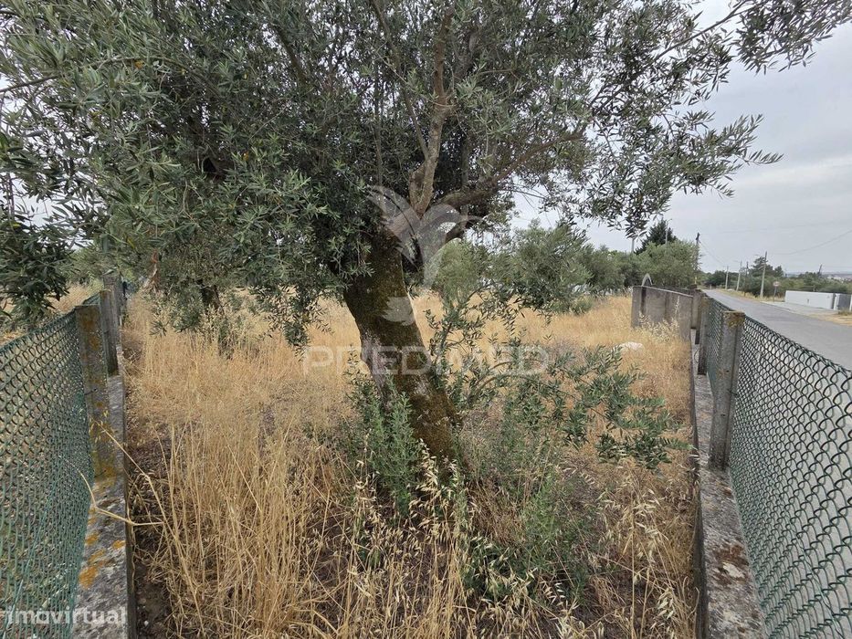 Lote de Terreno