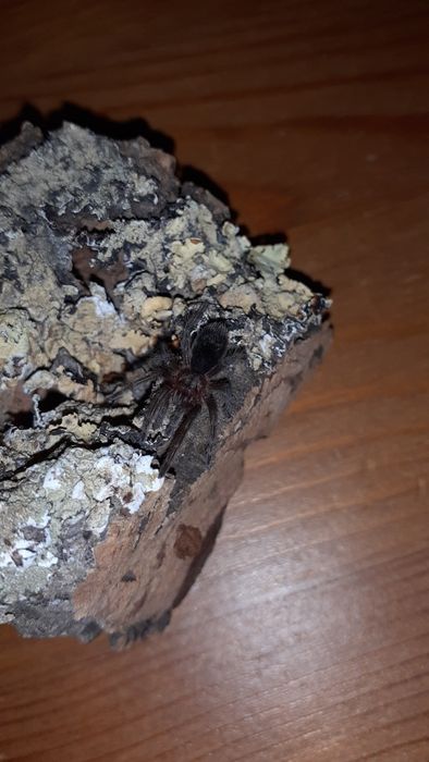 Grammostola pulchra L1