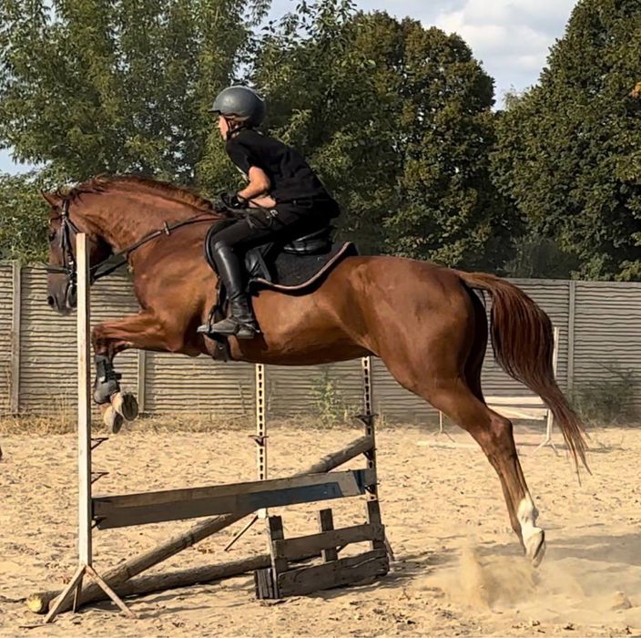 Продам коня, мерина, лошадь конкур