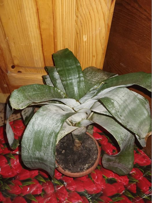 Эхмея, Ехмея, екзотична рослина