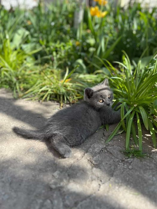 Кошеня британське прямовухе