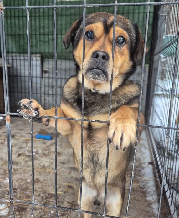 Bonzo kochany przytulak ślepaczek