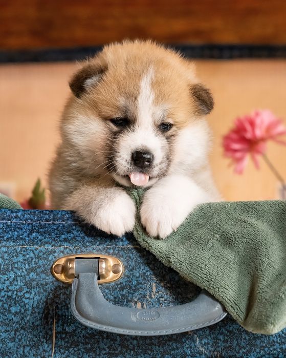 Akita FCI ZKwP po Championie