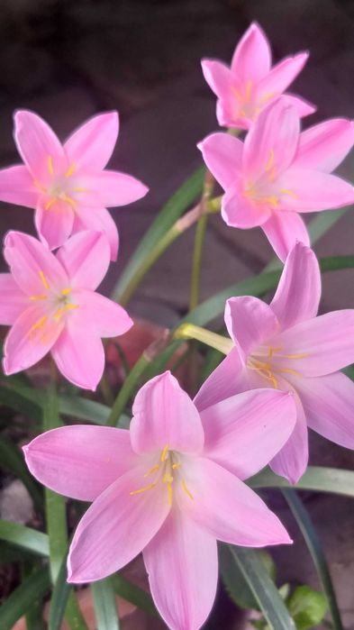 Валлота, клівія, зеферантес, амарилліс, гібіскус Чернівці