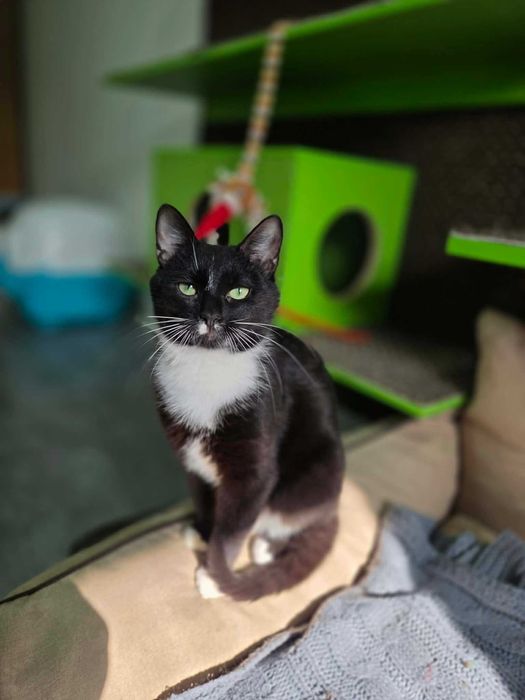 WELMA - Schronisko dla Zwierząt w Ostródzie