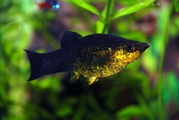 Молинезии золото-чёрные.