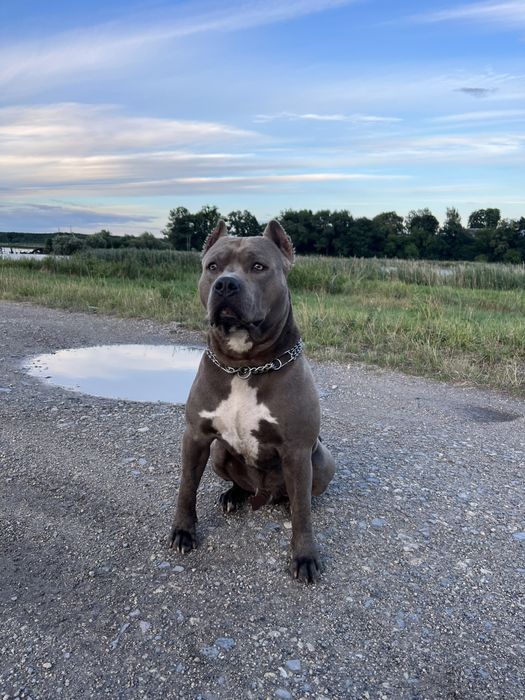 Стафф голубого окраса вязка американского стаффордширского терьера