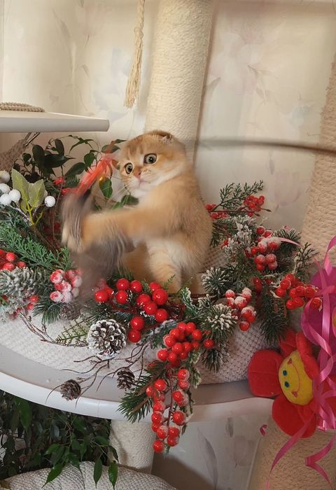 Шотландский мальчик! Золотая шиншила!