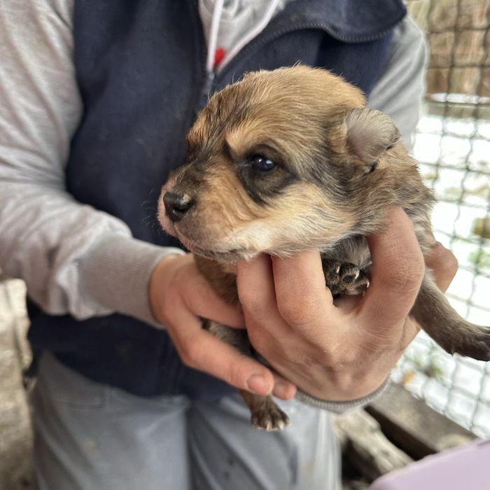 Цуценя шукає дім