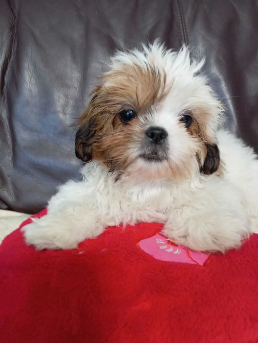 Shih tzu szczeniaki