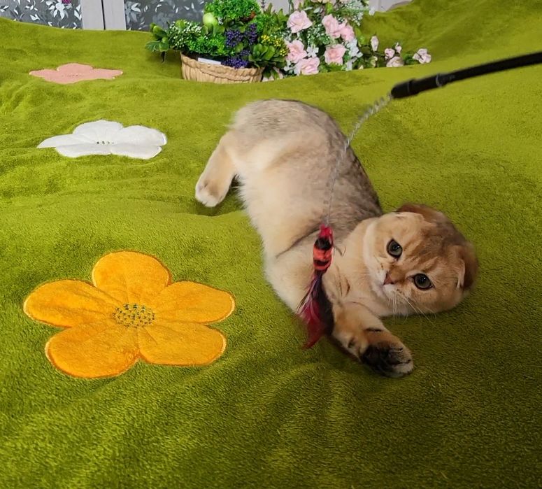 Золота шиншила,хлопчик.