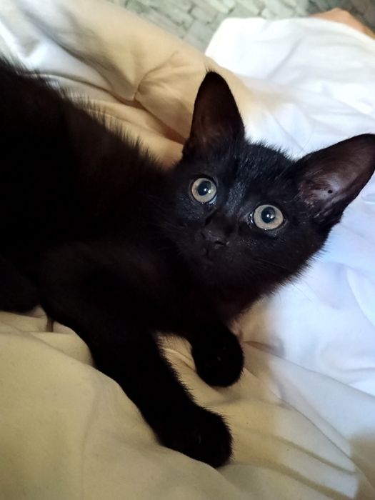 В добрі руки гарну дівчинку