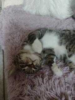 Kubuś - miłosny kociak