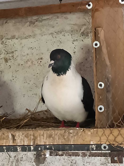 Gołębie strasery parki 2024r.