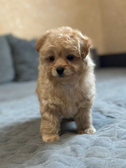 Очаровательный мини мальтипу. Мальчик.