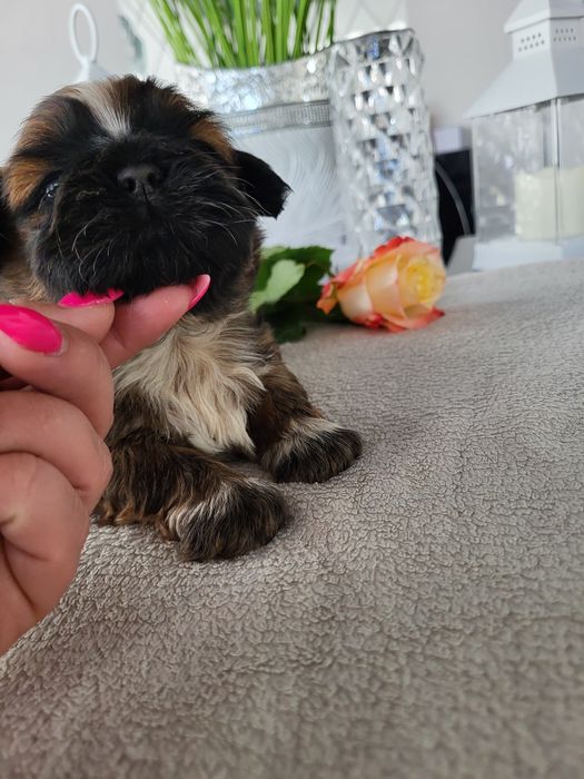 Chłopczyk shih tzu legalna Hodowla rodowód chip wyprawka