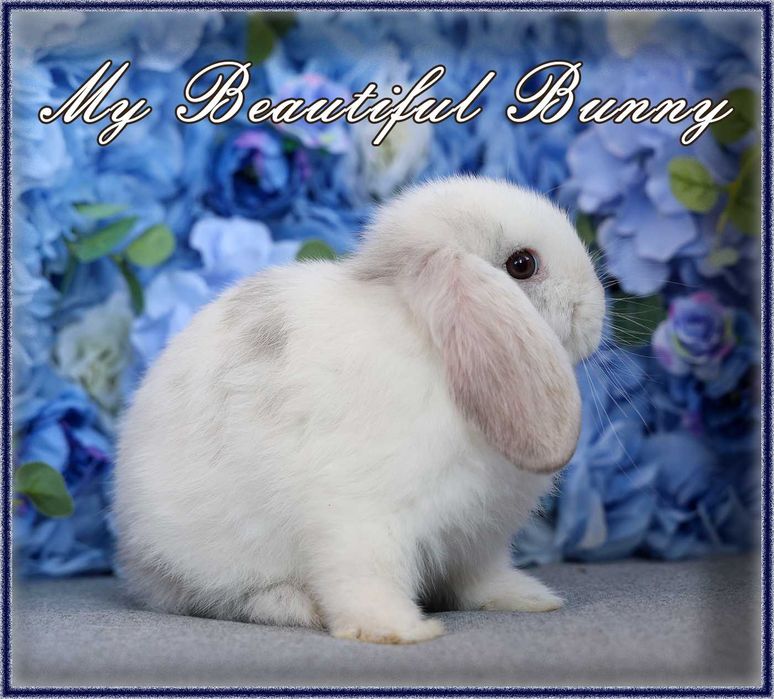 Piękny Królik Mini Lop - Rhon