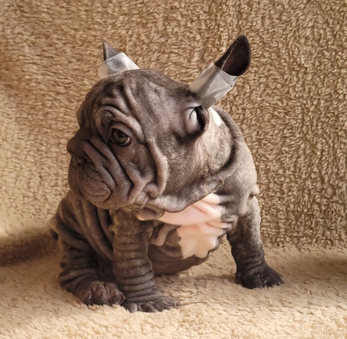 Bardzo słodki chłopiec. Big Rope.