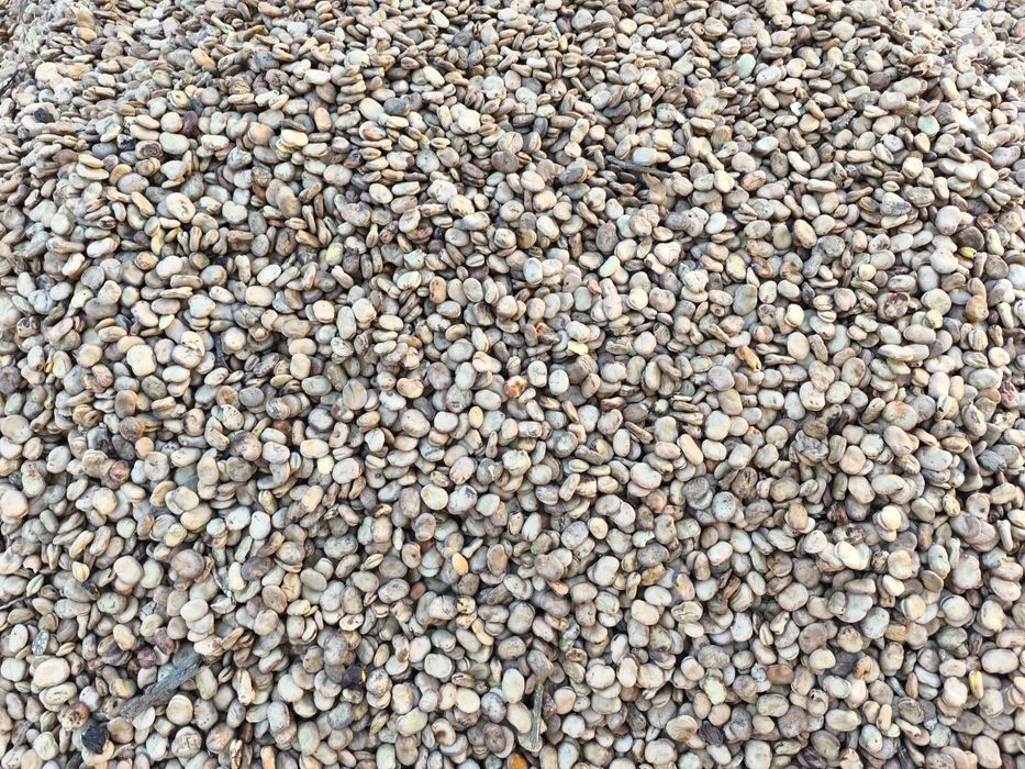 BÓB TOP BÓB TOPBOB nasiona bobu topbób ziarno 2025r nie bizon bachus