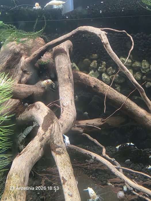 PRL K14 krewetki jakosc MEDIUM caridina