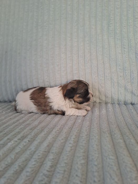 Piesek Hawańczyk do REZERWACJI