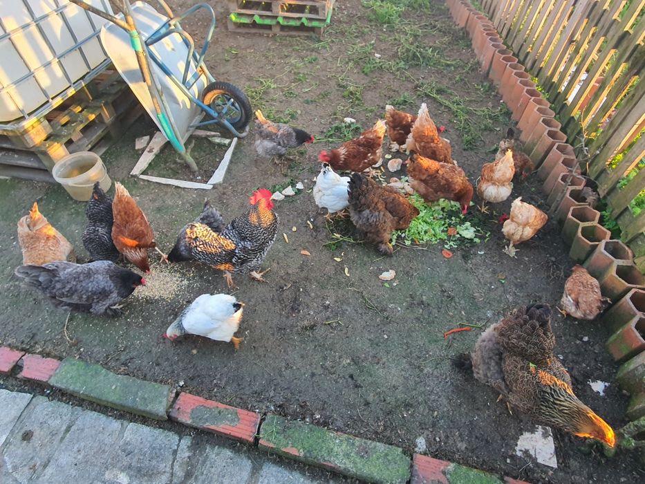 Vendo 10€      30  Ovos Caseiros
