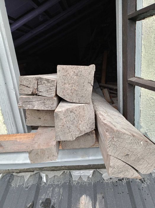 Belki mahoniowe Hajnowka