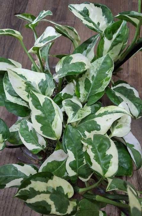 Монстера  Пінатум, epipremnum sp cv Wow big