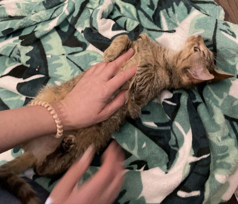 Małe kotki szukają domków