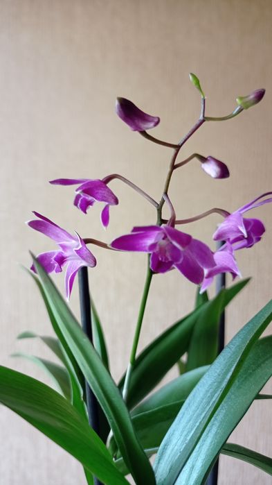 Орхидея Dendrobium delacourii-750;дендр.Берри Ода-250гр.
