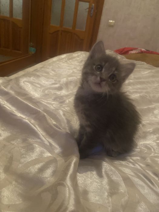 Радость в дом к деткам