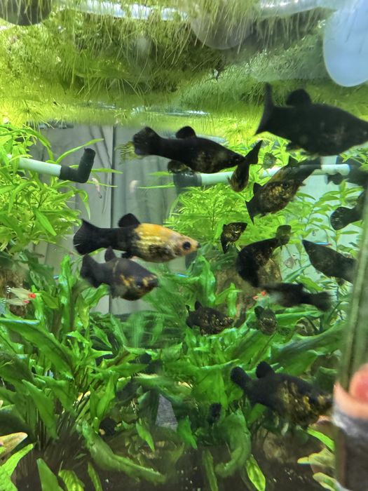 Dou Moly peixes | gratis